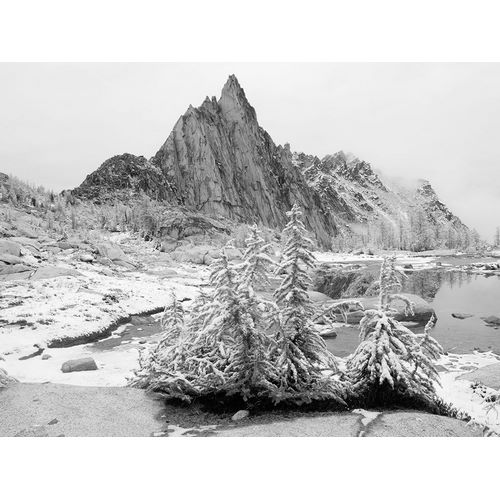 Alpine Lakes Wilderness-Enchantment Lakes-snow covered larch trees-with Prusik Peak